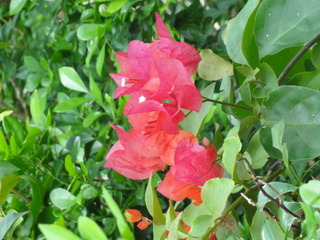 DSC02434