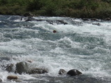 25a13893.JPG