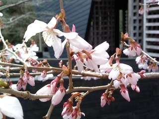 P2011_0331_113119