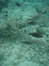 魚