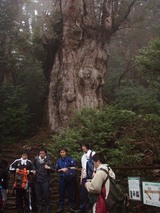 縄文杉