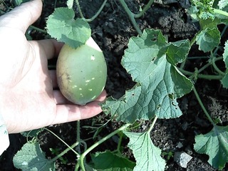 P2010_0801_154237