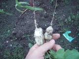 daikon