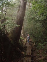 屋久島ロード