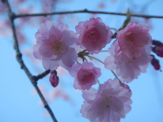 DSCN3557